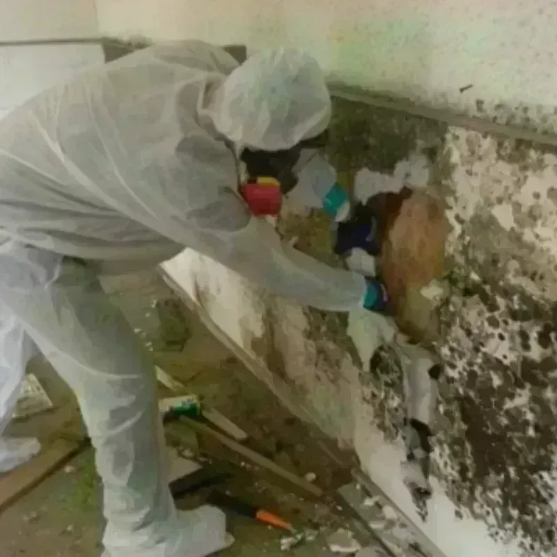 Mold Remediation and Removal in McCook, NE